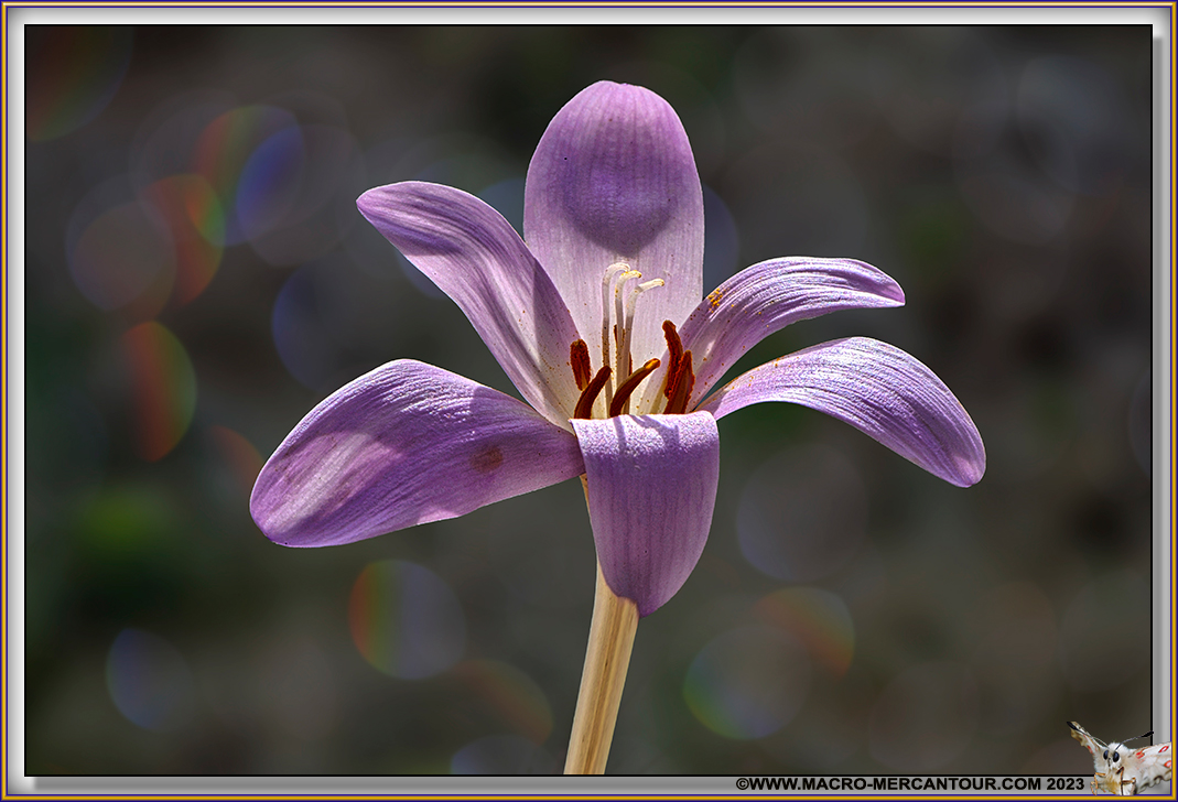 Colchiques
